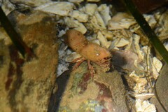 Spirontocaris prionota