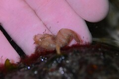 Spirontocaris prionota