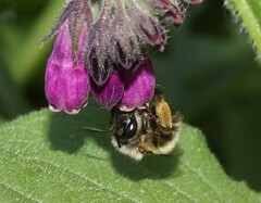 Anthophora plumipes