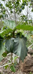 Ficus sycomorus
