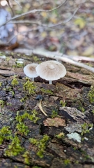 Mycena chlorophos