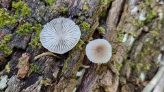 Mycena chlorophos
