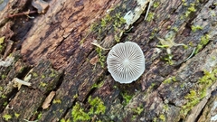 Mycena chlorophos