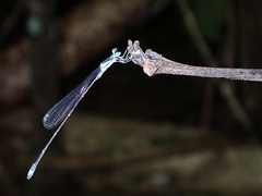 Agriocnemis exsudans
