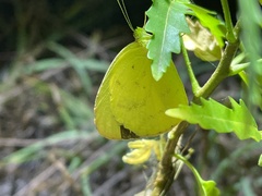 Eurema brigitta