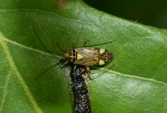 Rhabdomiris striatellus