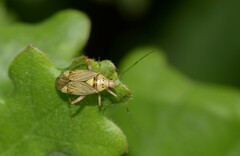 Rhabdomiris striatellus