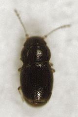 Ptinella ferruginea