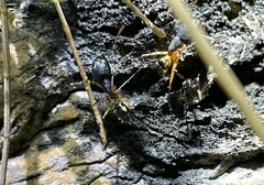 Camponotus