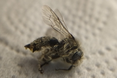 Diadasia
