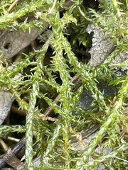 Calliergonella
