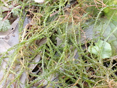 Calliergonella