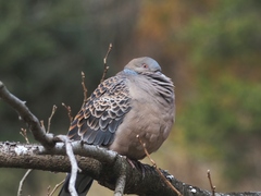 Streptopelia orientalis orientalis
