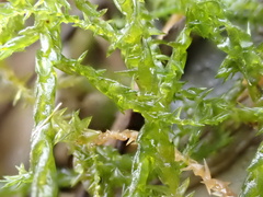 Calliergonella
