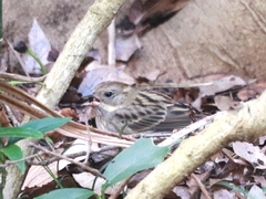 Emberiza variabilis