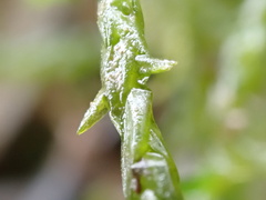 Calliergonella