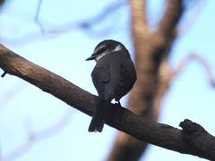 Pericrocotus tegimae