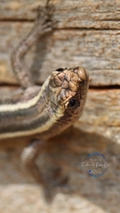 Cryptoblepharus pulcher