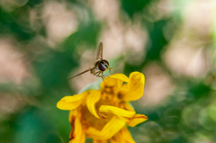 Fazia micrura