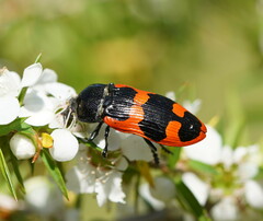 Castiarina bremei