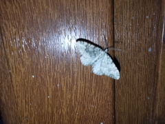 Coenotephria ablutaria