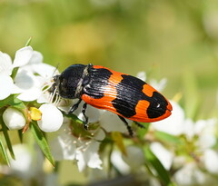 Castiarina bremei