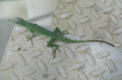Anolis punctatus