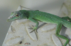 Anolis punctatus