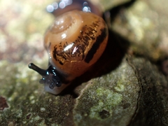 Ovachlamys
