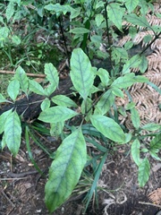 Coprosma tenuifolia