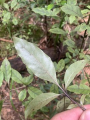 Coprosma tenuifolia