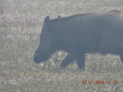 Sus scrofa