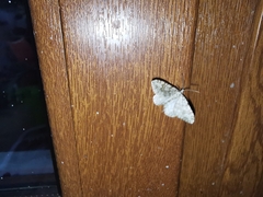 Coenotephria ablutaria