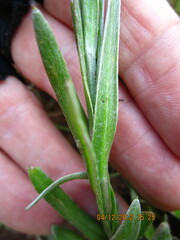 Helichrysum aureonitens