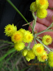 Helichrysum aureonitens
