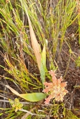 Tritoniopsis triticea