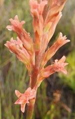 Tritoniopsis triticea