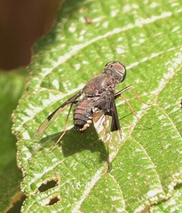 Anthrax dolabratus