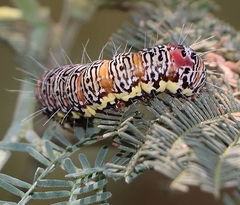 Hecatesia fenestrata
