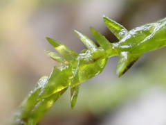 Calliergonella