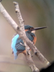 Alcedo atthis