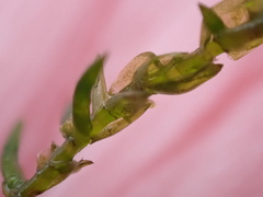 Calliergonella