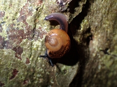 Ovachlamys