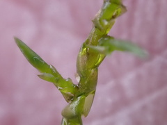 Calliergonella