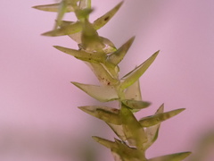 Calliergonella