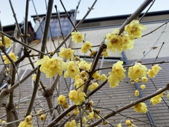 Chimonanthus