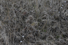 Opuntia × columbiana