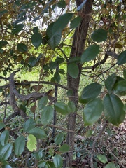 Sapotaceae