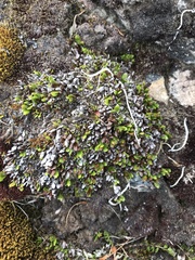 Notogrammitis crassior