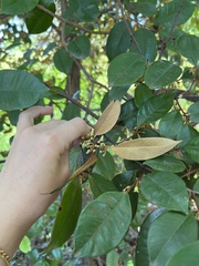 Sapotaceae